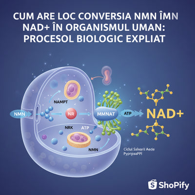 Cum are Loc Conversia NMN în NAD+ în Organismul Uman: Procesul Biologic Explicat