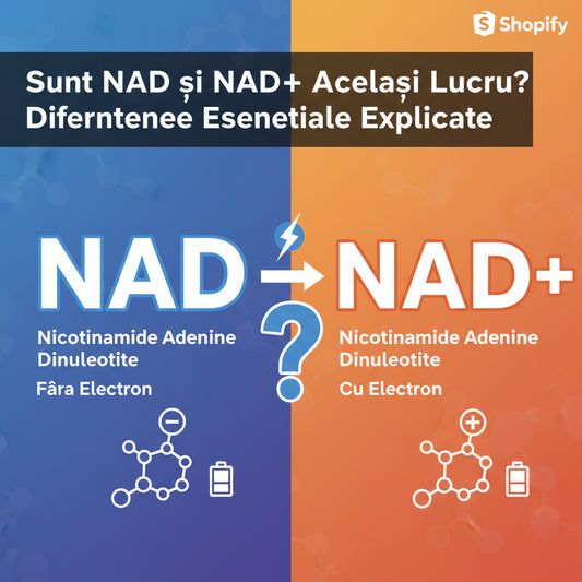 Sunt NAD și NAD+ Același Lucru? Diferențele Esențiale Explicate