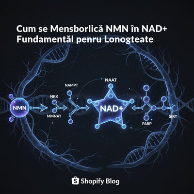 Cum se Transformă NMN în NAD+: Calea Metabolică Fundamentală pentru Longevitate